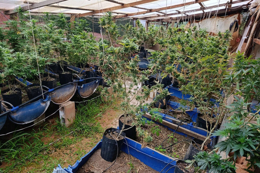 plantacao de maconha destac PMMG