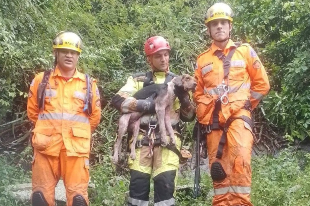 Cadela resgatada após cair em pedreira morre depois de atendimento veterinário na região 1 1200 x 800 8