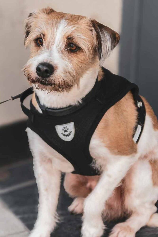 Especial PET coleiras 2 pexels