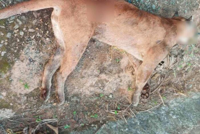 Onça-parda é encontrada morta com sinais de atropelamento na MG-482 1 Onca parda atropelada PMMAmb