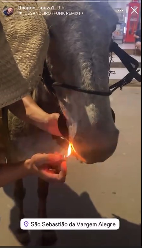 Jovens são multados em R$ 1,7 mil após colocarem cigarro na boca de mula e publicarem vídeo na internet 1 WhatsApp Image 2026 01 31 at 11.04.23