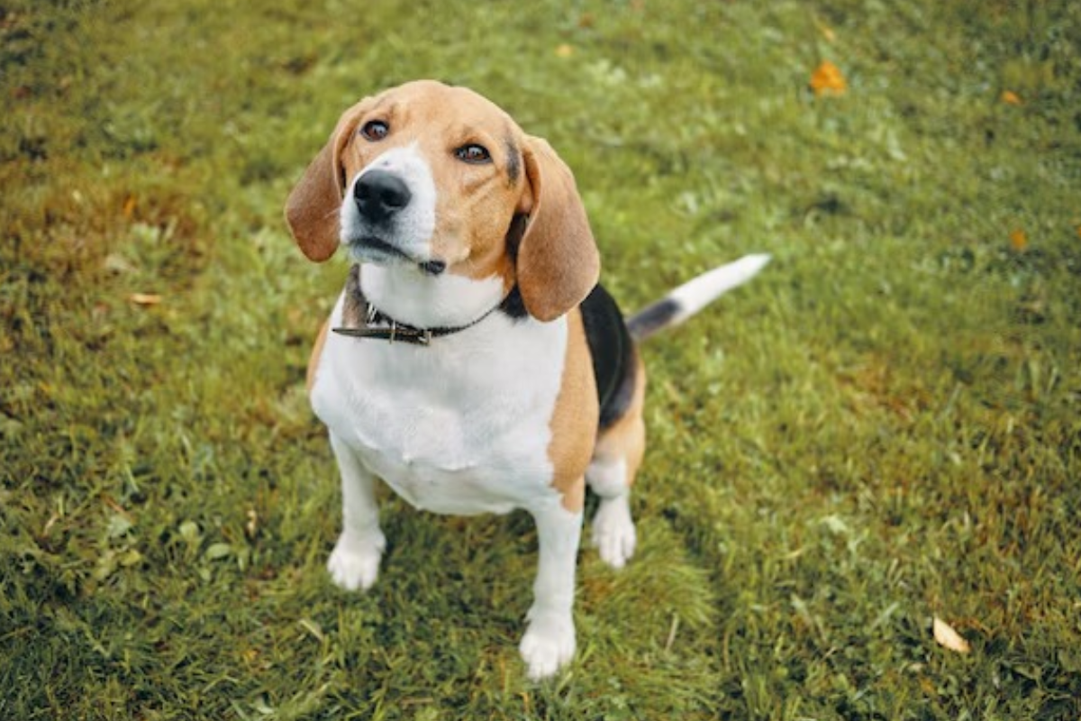 beagle -freepik