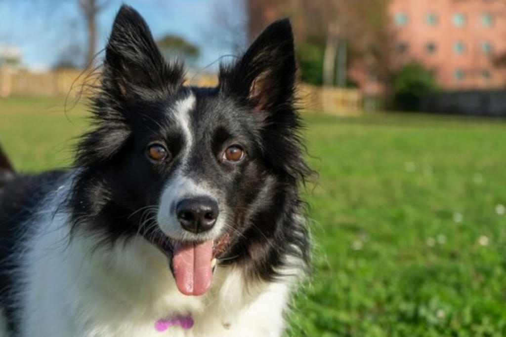 Curiosos por natureza: conheça 7 raças de cães que adoram explorar o ambiente 1 border collie freepik