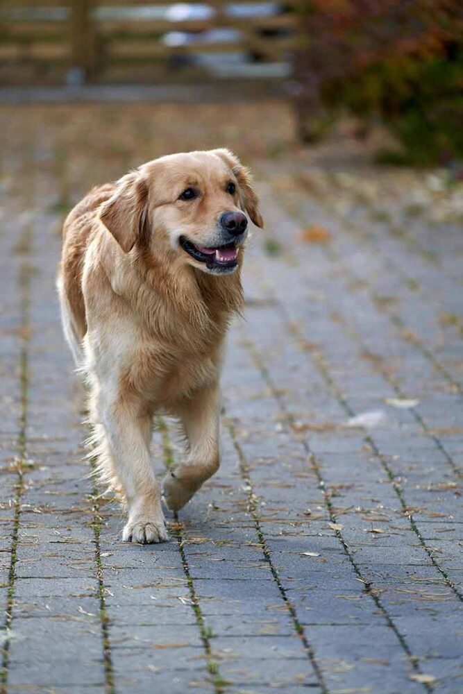 Cães de grande porte: 7 curiosidades sobre temperamento, cuidados e rotina 1 cachorro de grande porte 2 pexels