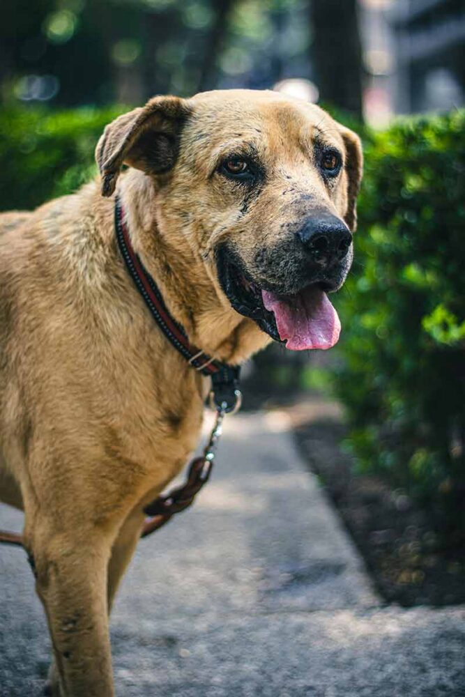 Cães de grande porte: 7 curiosidades sobre temperamento, cuidados e rotina 2 cachorro de grande porte 3 pexels