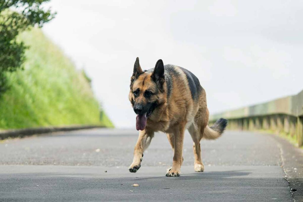 Cães de grande porte: 7 curiosidades sobre temperamento, cuidados e rotina 3 Cães de grande porte: 7 curiosidades sobre temperamento, cuidados e rotina