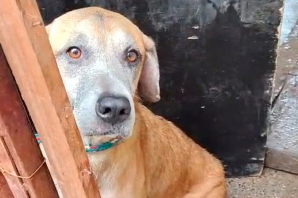 cachorro destacada