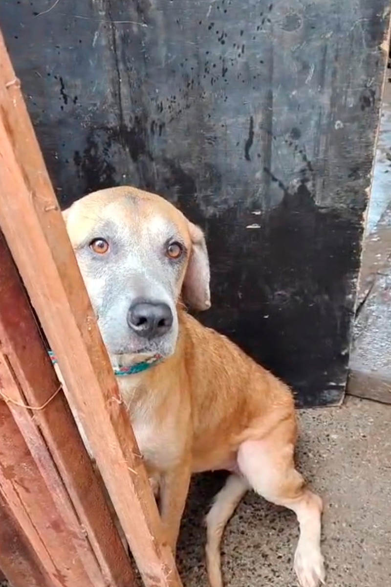 cachorro-tadinho cachorro-tadinho