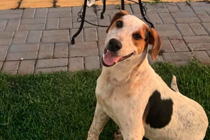 Cão comunitário é baleado e morre no Paraná; caso é encaminhado à Polícia Civil 1 cão abacate