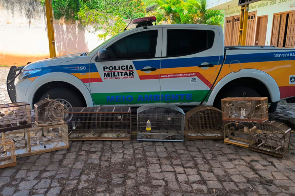 Homem é multado em R$ 28 mil por cativeiro irregular de pássaros em Carangola