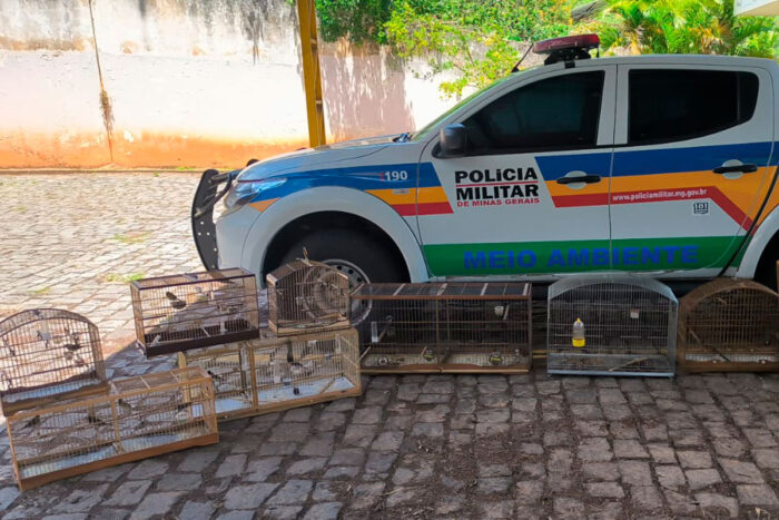 Homem é multado em R$ 28 mil por cativeiro irregular de pássaros em Carangola