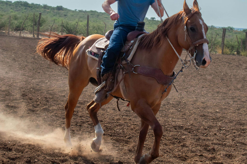 Homem agredido com paulada na cabeça durante cavalgada receberá indenização de R$ 30 mil 1 cavalgada pexels