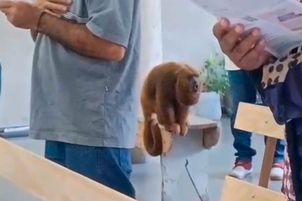 VÍDEO: Macaco-bugio participa de missa no Bairro Tiguera em Juiz de Fora 1 cornelio tiguera reproducao redes