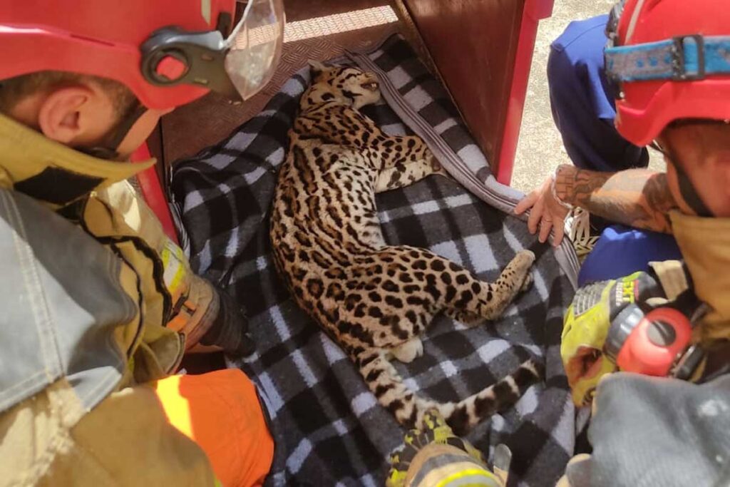 VÍDEO: Jaguatirica é encontrada debaixo de escada em residência e resgatada por bombeiros na região 2 Jaguatirica é encontrada debaixo de escada de residência e resgatada por bombeiros na região
