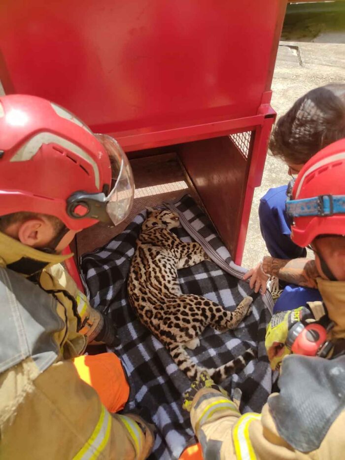 VÍDEO: Jaguatirica é encontrada debaixo de escada em residência e resgatada por bombeiros na região 1 Jaguatirica é encontrada debaixo de escada de residência e resgatada por bombeiros na região