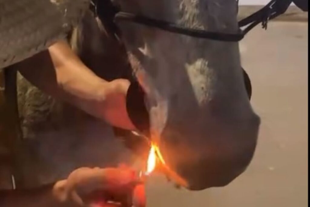 Jovens são multados em R$ 1,7 mil após colocarem cigarro na boca de mula e publicarem vídeo na internet 2 Dupla é multada em R$ 1.700 após forçar mula a fumar