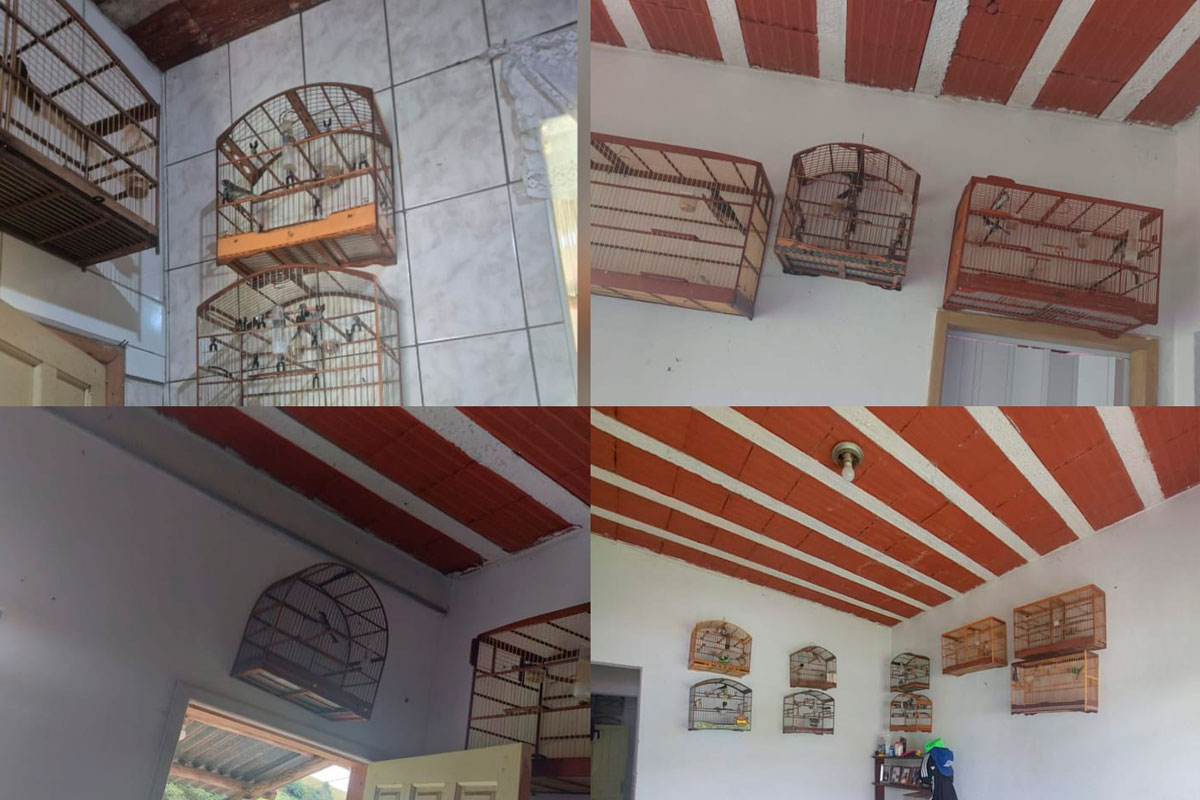 passaros-silvestres-zona-norte-pmmg.jpg2