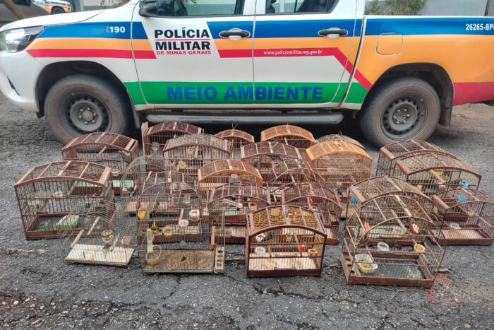 Polícia de Meio Ambiente apreende 28 pássaros da fauna silvestre em Senhora dos Remédios