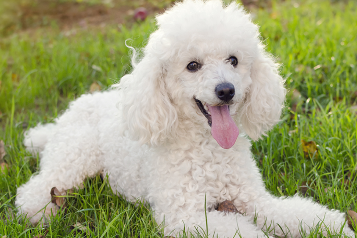 poodle -freepik