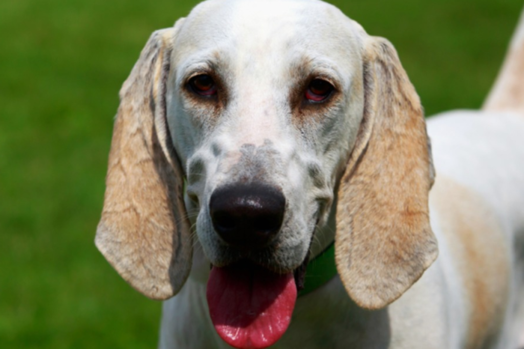 Raça billy: conheça o cão francês criado para grandes caçadas 2 raca billy reproducao dreamstime