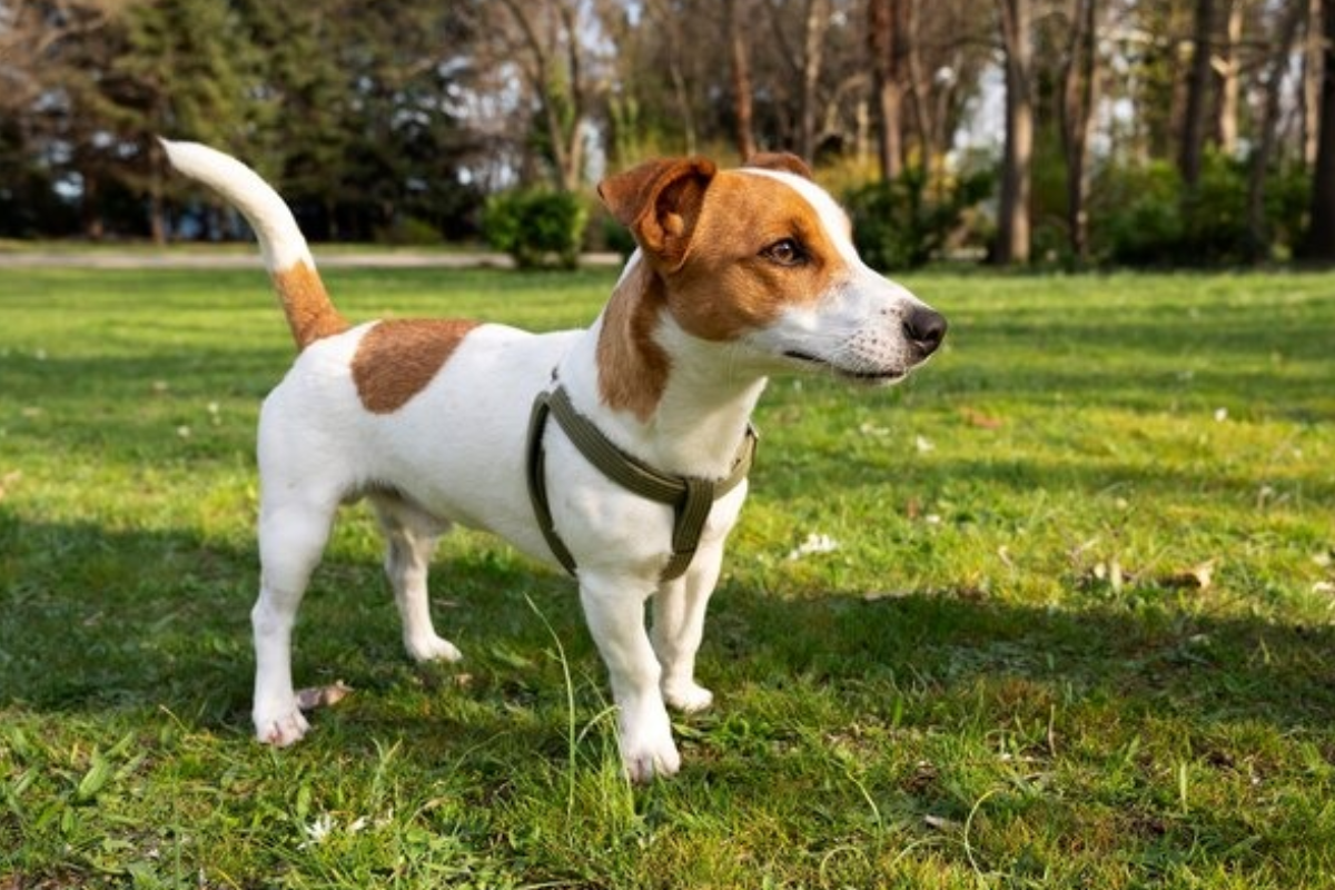 terrier -freepik