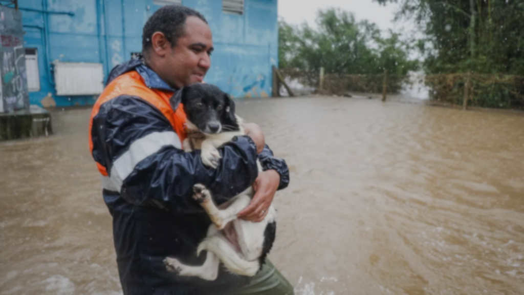 Como proteger pets em tempestades: veterinário orienta sobre riscos e prevenção 2 proteger pets em tempestades