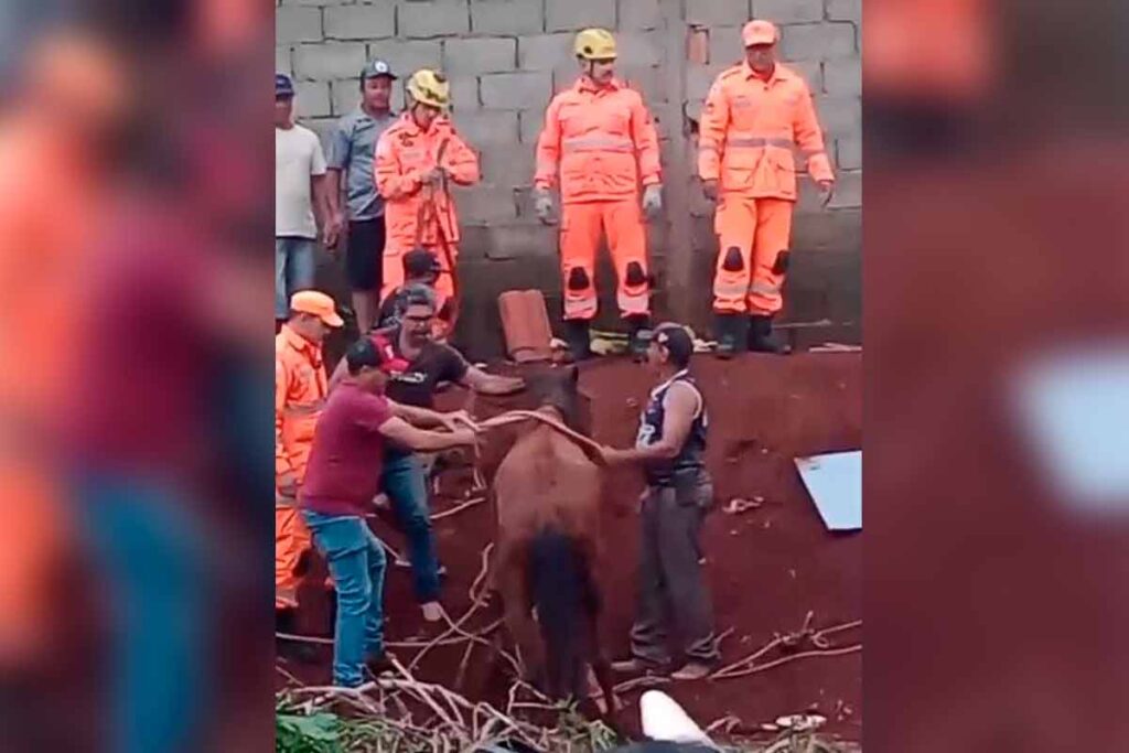 VÍDEO: Bombeiros resgatam cavalos presos em telhado de casa no Sul de Minas 1 Cavalo resgatado no Sul de Minas Divulgacao Corpo de Bombeiros