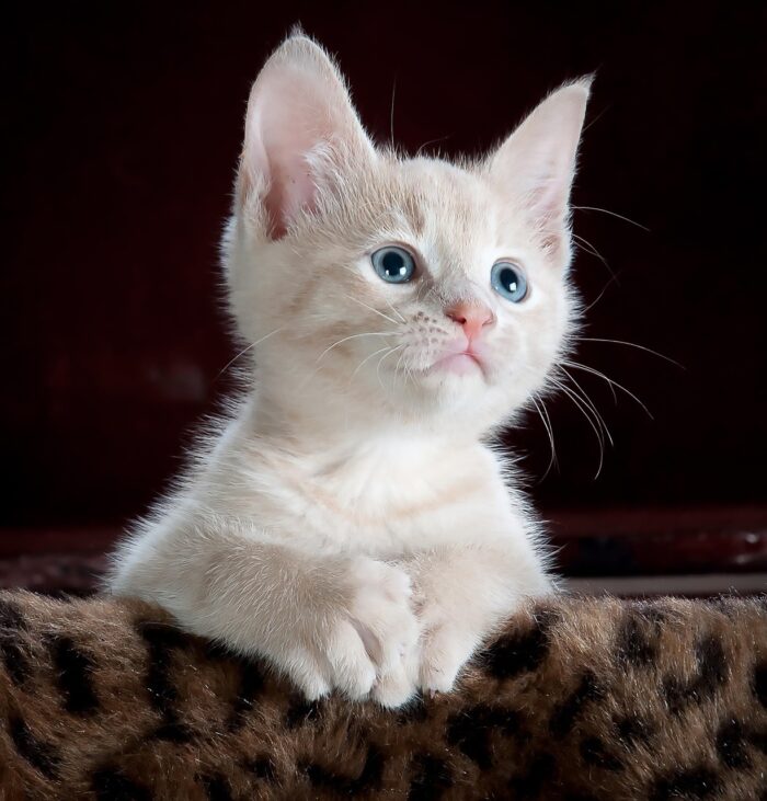 ESPECIAL PET 1 PIXABAY 1