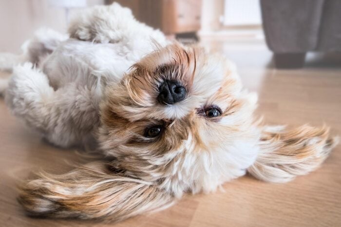 ESPECIAL PET 2 PIXABAY