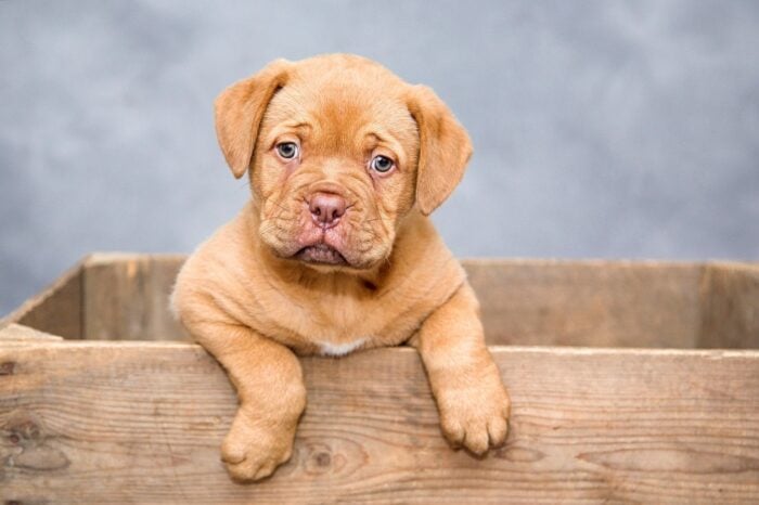 ESPECIAL PET 3 PIXABAY