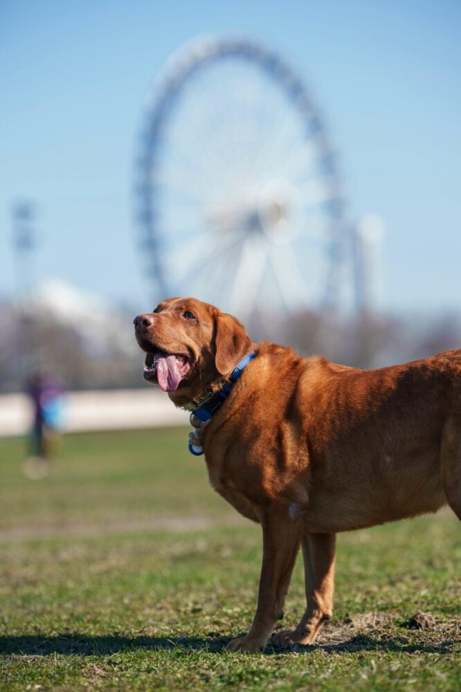 ESPECIAL PET 4 PEXELS