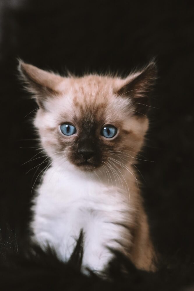 ESPECIAL PET 4 PIXABAY 1