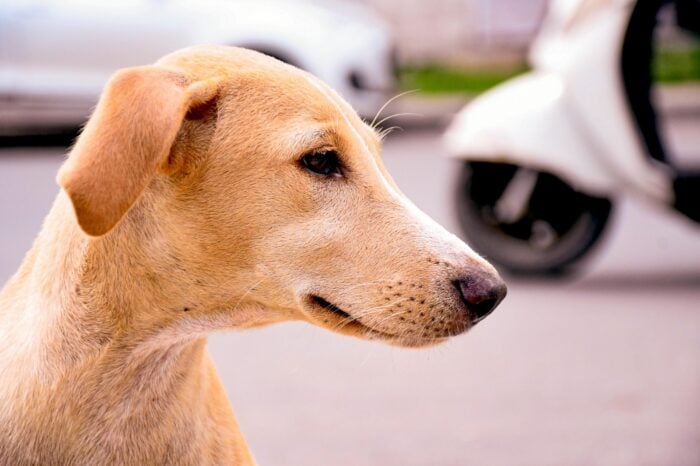 ESPECIAL PET 5 PEXELS