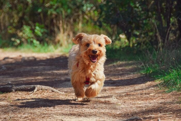 ESPECIAL PET PIXABAY