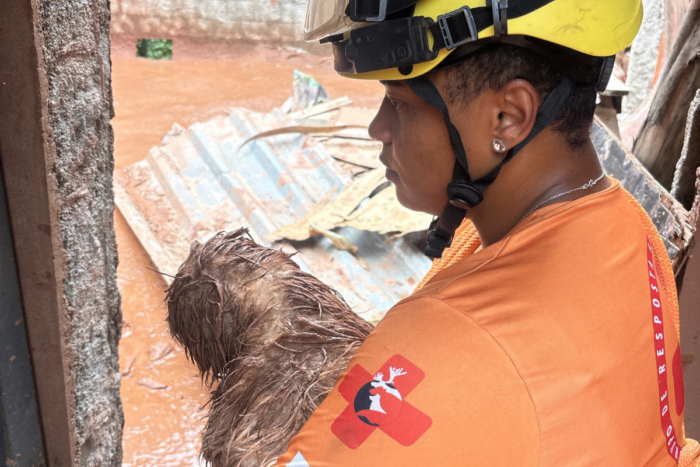 GRAD trabalha no resgate de animais na Zona da Mata e amplia rede de apoio veterinário 1 Resgate de animais após chuvas em Juiz de Fora é realizada pelo GRAD