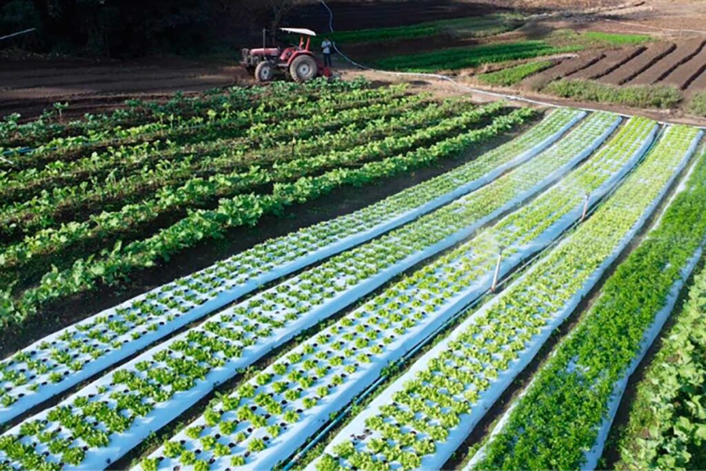 PJF abre chamamento para comprar 30 toneladas da agricultura familiar em Juiz de Fora