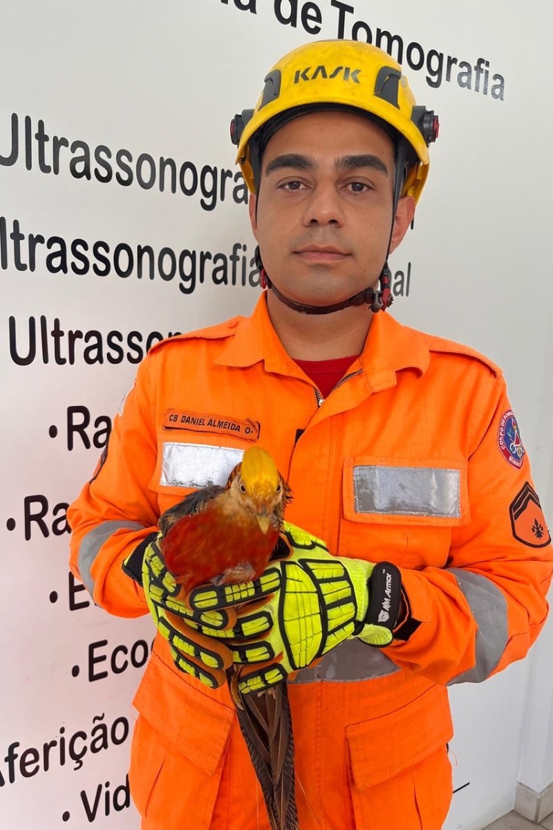 ave-resgatada-corpo-de-bombeiros - 2