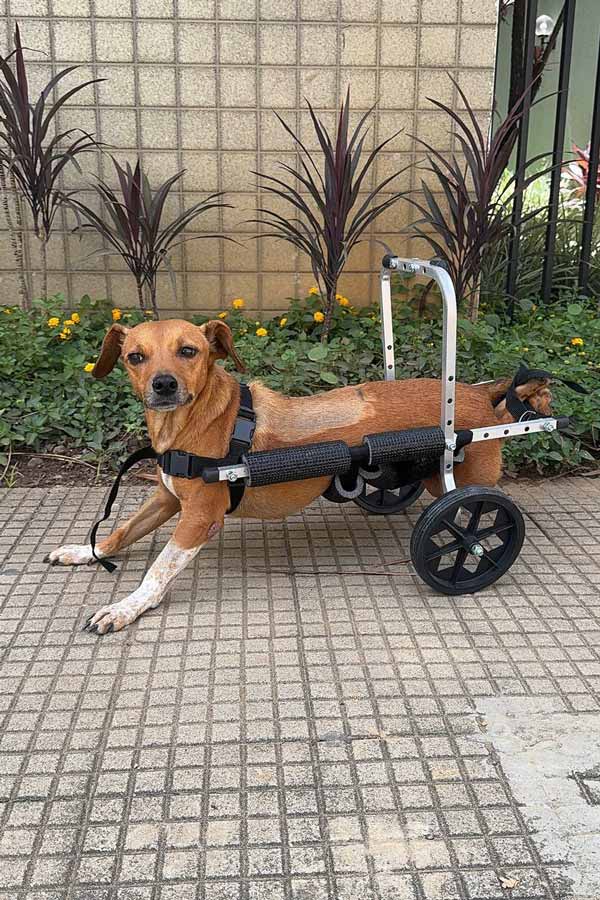 'Valente': cadela paraplégica é resgatada pela Polícia Civil durante enchentes em Ubá 1 'Valente': cadela paraplégica é resgatada pela Polícia Civil durante enchentes em Ubá