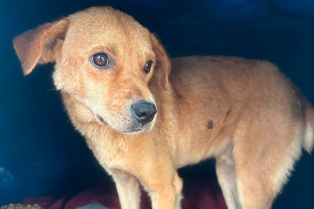 Cão comunitário morre envenenado em Senador Firmino