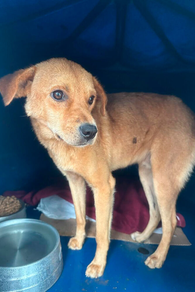 Cão comunitário morre envenenado em Senador Firmino