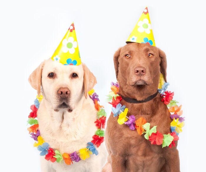 especial pet 1 pixabay