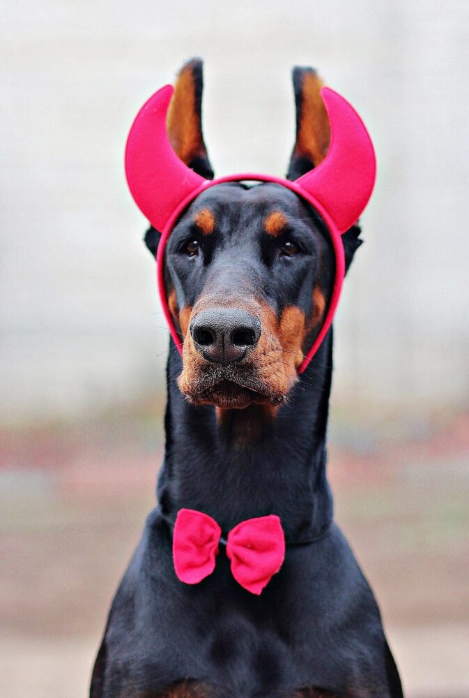especial pet 2 pixabay 1