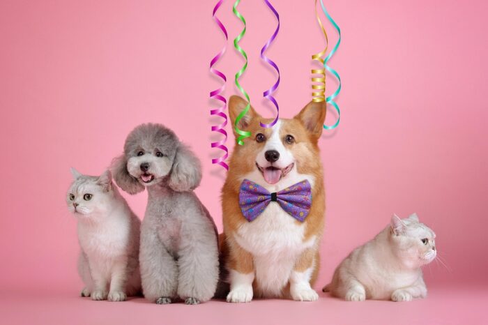 especial pet 3 pixabay 1