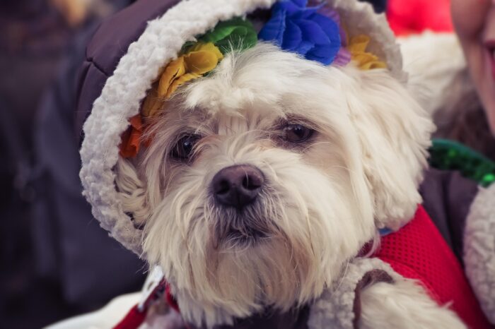 especial pet 4 pixabay