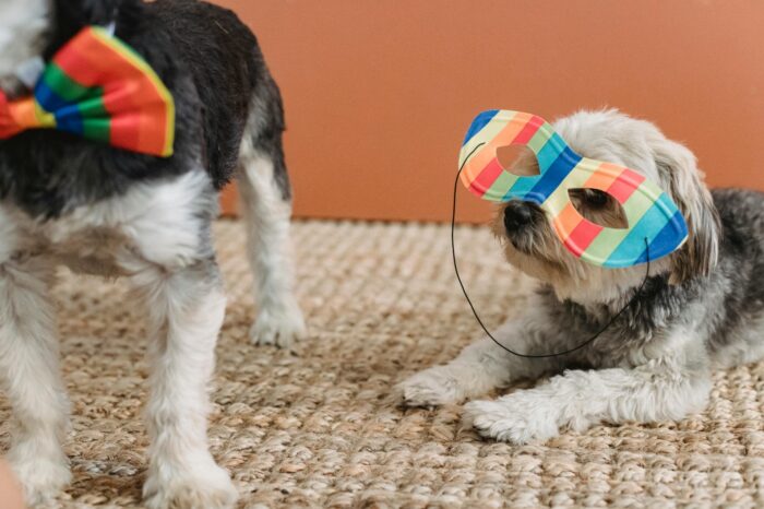 especial pet 5 pexels 1