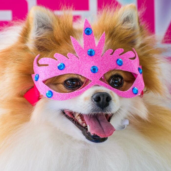 especial pet pexels