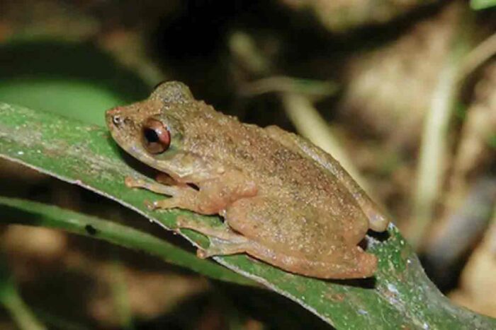 perereca 