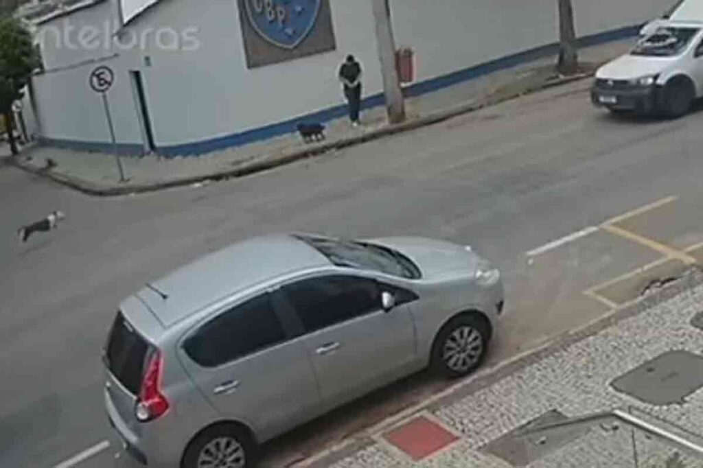 VÍDEO: Pitbull ataca cachorra no Bom Pastor e mulher tem ferimentos leves ao tentar proteger animal 1 Pitbull ataca cachorra no Bom Pastor e mulher tem ferimentos leves ao tentar proteger animal