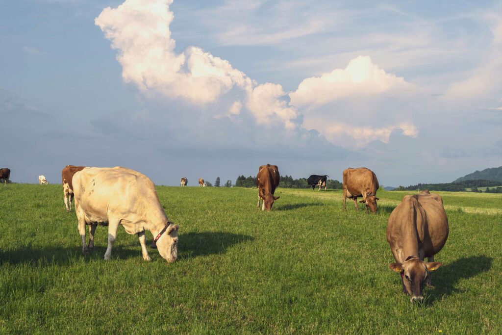 vaca leiteira pexels