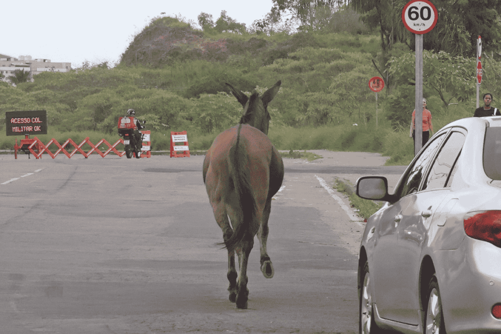 Equino solto invade avenida e representa risco na Zona Norte 2 equino